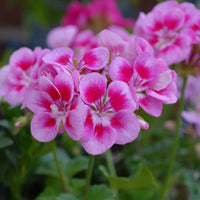 Lavender Geraniums Flower seeds for Planting Drought Tolerant Heirloom & GMO Free Seeds for Home Garden 
 
 Sale