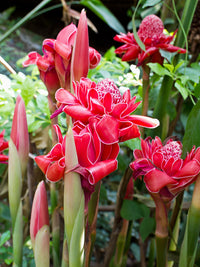 Pink Etlingera Flower seeds for Planting - Easy to Grow, Heirloom & GMO Free Seeds for Home Garden