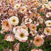 Geum Flower seeds for Planting Fragrant Blossoms Heirloom & GMO Free Seeds for Home Garden