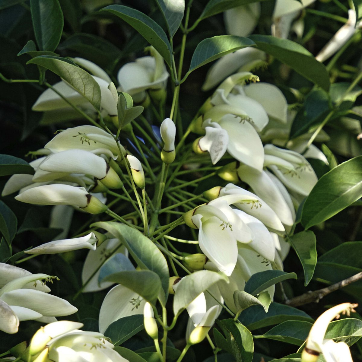 White Erythrina Crista Galli Flower seeds for Planting - Cut Flower Favorite, Heirloom & GMO Free Seeds for Home Garden