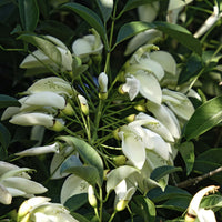 White Erythrina Crista Galli Flower seeds for Planting - Cut Flower Favorite, Heirloom & GMO Free Seeds for Home Garden