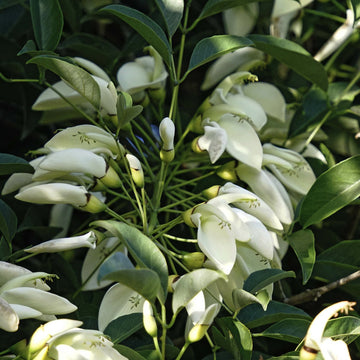 White Erythrina Crista Galli Flower seeds for Planting - Cut Flower Favorite, Heirloom & GMO Free Seeds for Home Garden