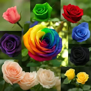 Blue MultiColor Rose Flower Seeds for Planting Cut Flower Favorite Heirloom & GMO Free Seeds for Home Garden
 
 Sale