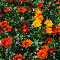 Gray Gazania Flower seeds for Planting - Compact Growth, Heirloom & GMO Free Seeds for Home Garden
