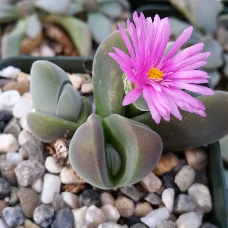 Mixed Gibbaeum Flower seeds for Planting - Seasonal Bloomer, Heirloom & GMO Free Seeds for Home Garden