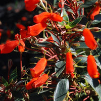 Orange Gloxinia Flower Seeds Long Bloom Season Heirloom & GMO Free Seeds for Home Garden
 
 Sale