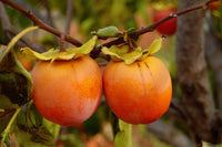 Orange Persimmon Seeds for Planting - Grow Juicy Fruit Trees