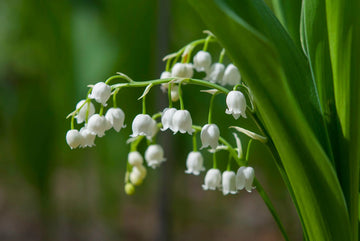 Heirloom Valley Flower seeds for Planting Drought Tolerant Heirloom & GMO Free Seeds for Home Garden