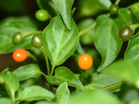Chilitepin Flower seeds for Planting Garden Favorite Heirloom & GMO Free Seeds for Home Garden 
 
 Sale for planting in home garden