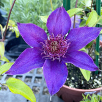 Clematis Flower seeds for Planting Hardy Variety Heirloom & GMO Free Seeds for Home Garden