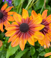 Chocolate Orange Rudbeckia Flower seeds for Planting Compact Growth Heirloom & GMO Free Seeds for Home Garden 
 
 Sale