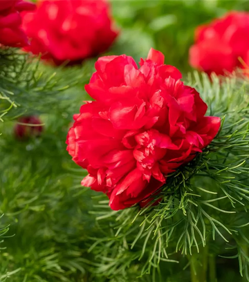Paeonia Flower seeds for Planting - Easy to Grow, Heirloom & GMO Free Seeds for Home Garden