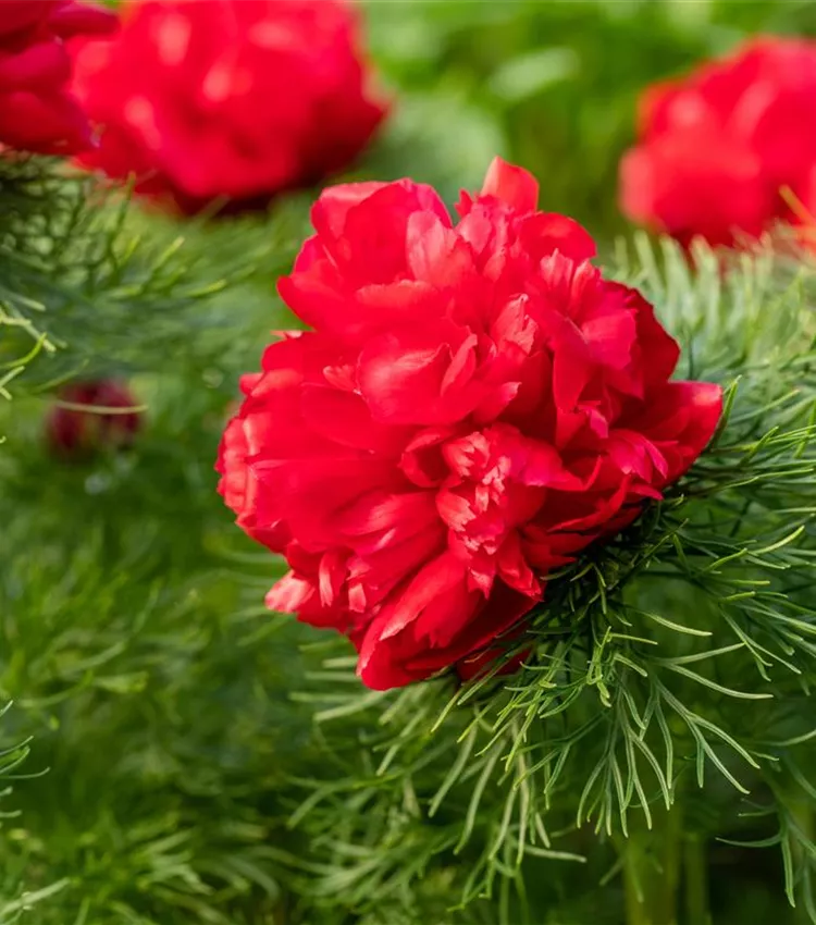Paeonia Flower seeds for Planting - Easy to Grow, Heirloom & GMO Free Seeds for Home Garden
