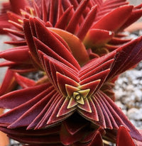 Red Pagoda Flower seeds for Planting - Seasonal Bloomer, Heirloom & GMO Free Seeds for Home Garden