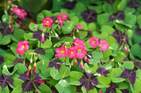 Oxalis Iron Cross Flower seeds for Planting Cottage Garden Essential Heirloom & GMO Free Seeds for Home Garden
 
 Sale