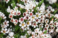 Geraldton’s Flower seeds for Planting Seasonal Bloomer Heirloom & GMO Free Seeds for Home Garden 
 
 Sale