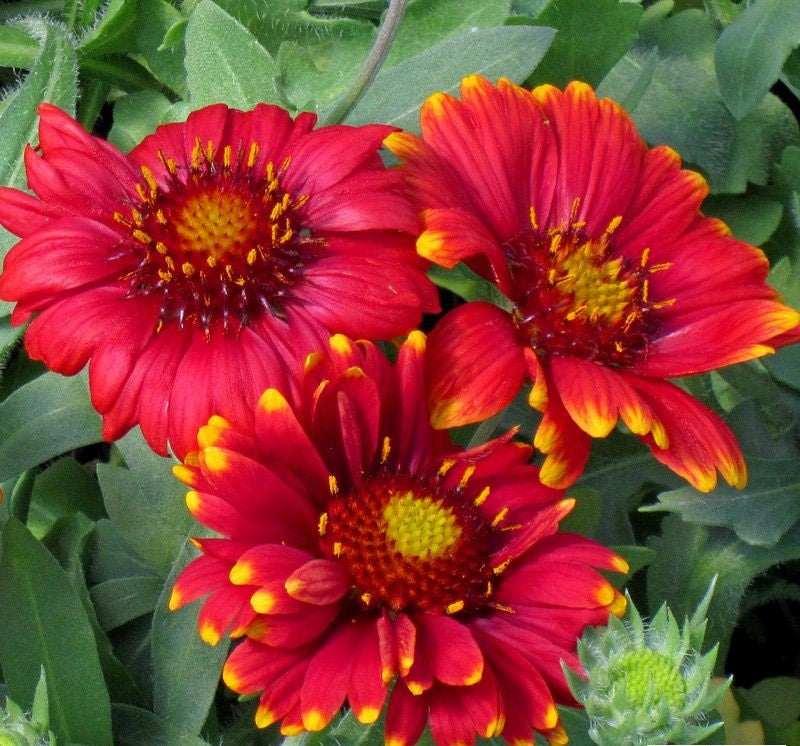 Red Arizona Flower seeds for Planting - Drought Tolerant, Heirloom & GMO Free Seeds for Home Garden