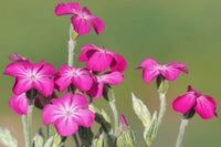 Non GMO Gaillardia blue violet seeds for planting