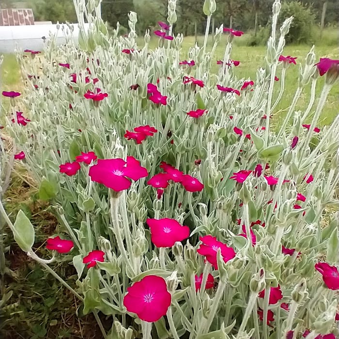 Perennial Gaillardia blue violet seeds for outdoor planting