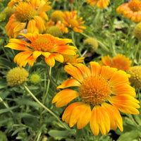 Yellow Gaillardia Flower seeds for Planting - Cottage Garden Essential, Heirloom & GMO Free Seeds for Home Garden