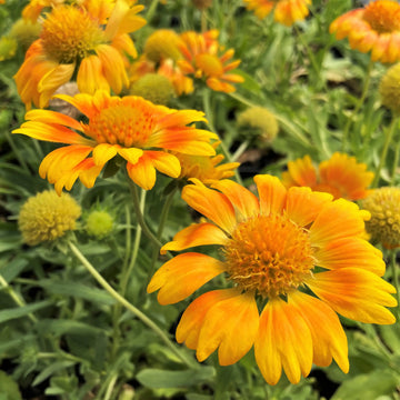 Yellow Gaillardia Flower seeds for Planting - Cottage Garden Essential, Heirloom & GMO Free Seeds for Home Garden
