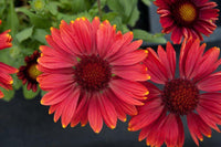 Red Gaillardia Arizona Flower seeds for Planting - Compact Growth, Heirloom & GMO Free Seeds for Home Garden
