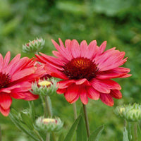 Red Gaillardia Arizona Flower seeds for Planting - Compact Growth, Heirloom & GMO Free Seeds for Home Garden