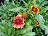 Arizona Flower seeds for Planting - Seasonal Bloomer, Heirloom & GMO Free Seeds for Home Garden