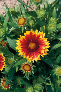 Gaillardia Flower seeds for Planting Compact Growth Heirloom & GMO Free Seeds for Home Garden