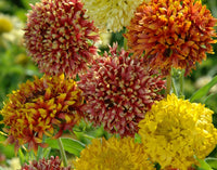 Gaillardia Lorenzania Mixed Flower Planting Seeds