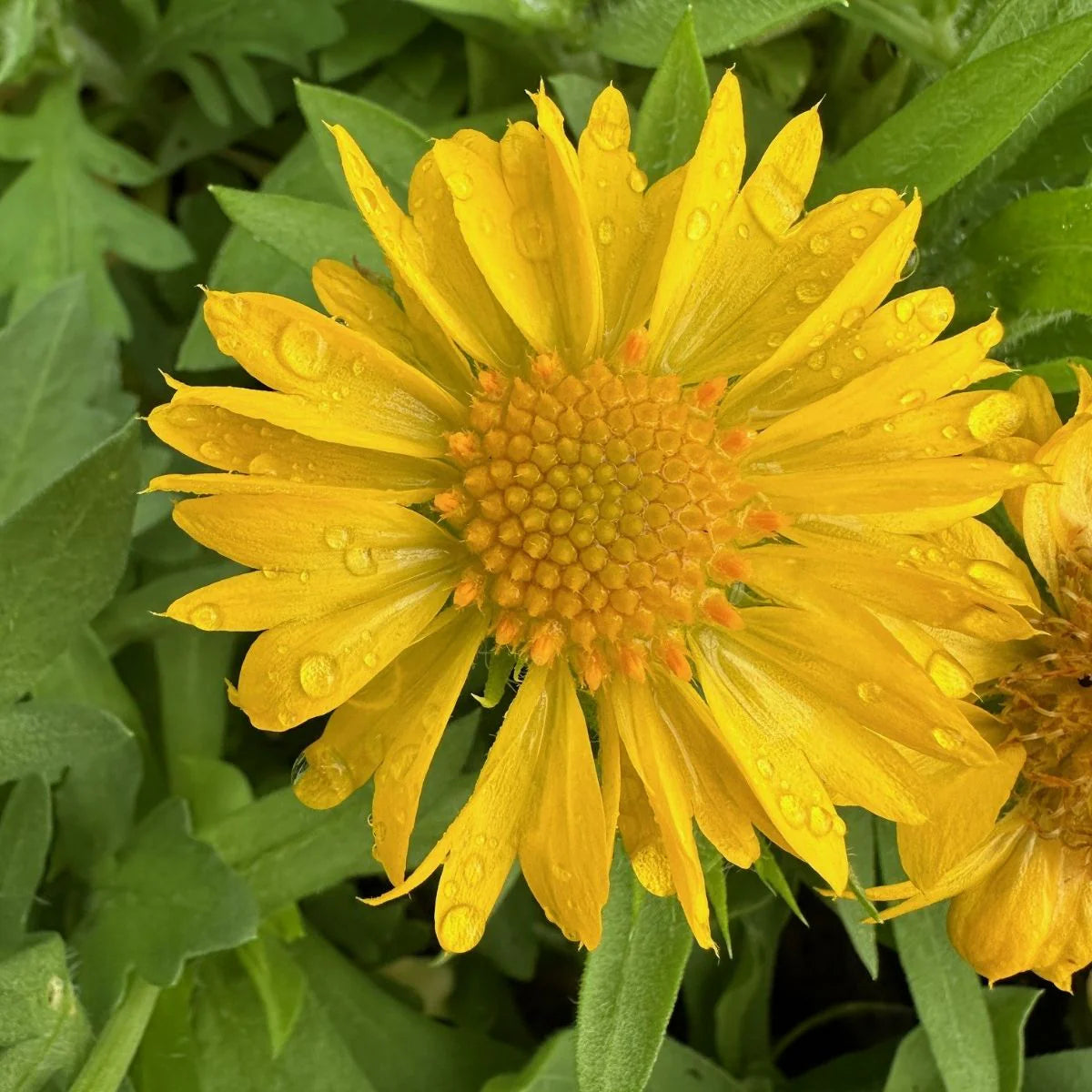 Yellow Gaillardia Flower seeds for Planting - Cottage Garden Essential, Heirloom & GMO Free Seeds for Home Garden