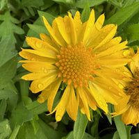 Yellow Gaillardia Flower seeds for Planting - Cottage Garden Essential, Heirloom & GMO Free Seeds for Home Garden