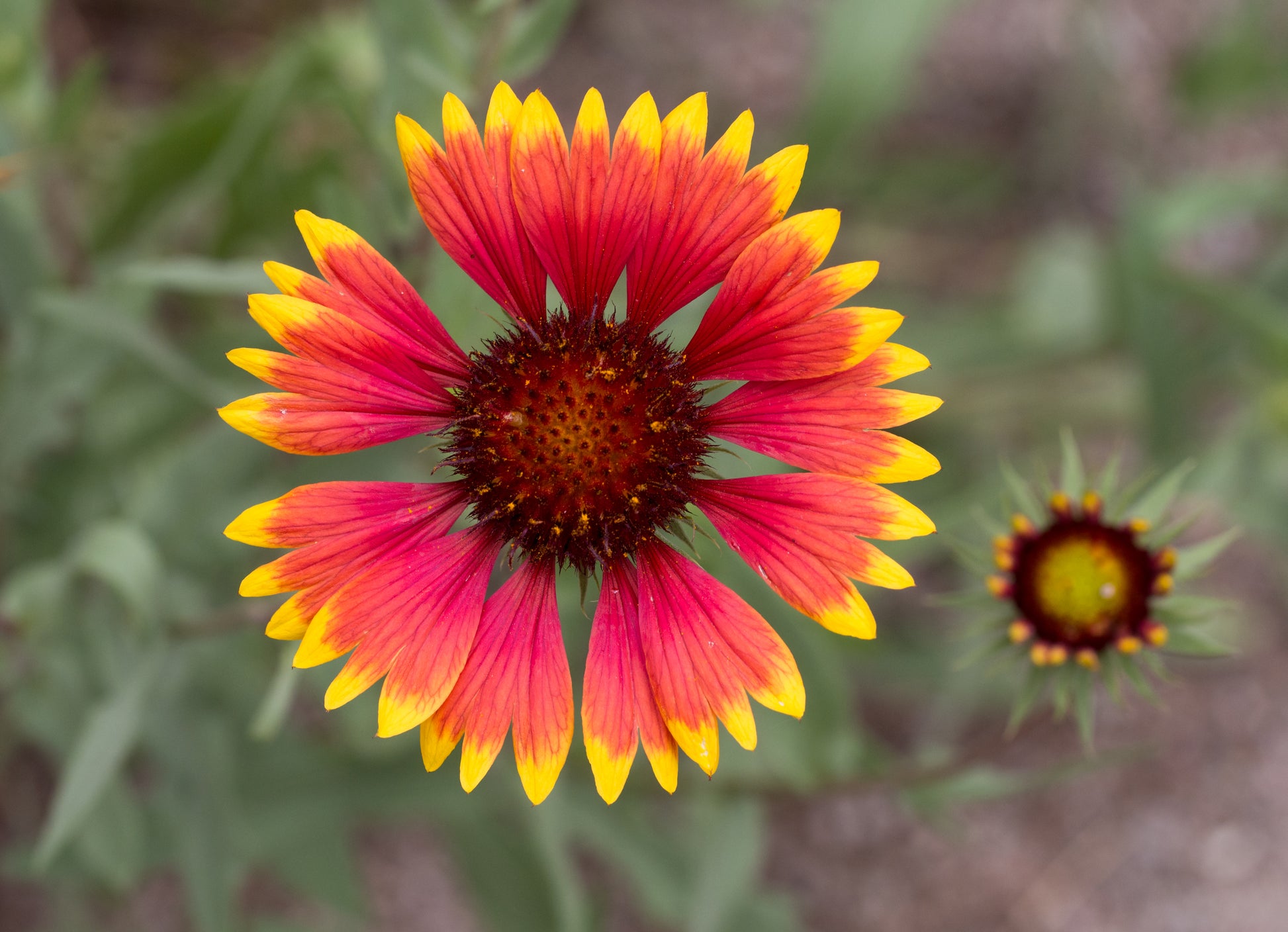 Heirloom Gaillardia Flower seeds for Planting Cottage Garden Essential Heirloom & GMO Free Seeds for Home Garden