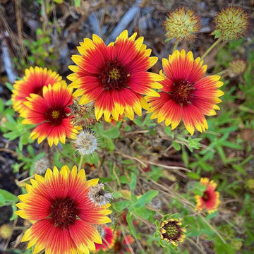 Red Aristata Flower seeds for Planting - Garden Favorite, Heirloom & GMO Free Seeds for Home Garden
 
 Sale for planting in home garden