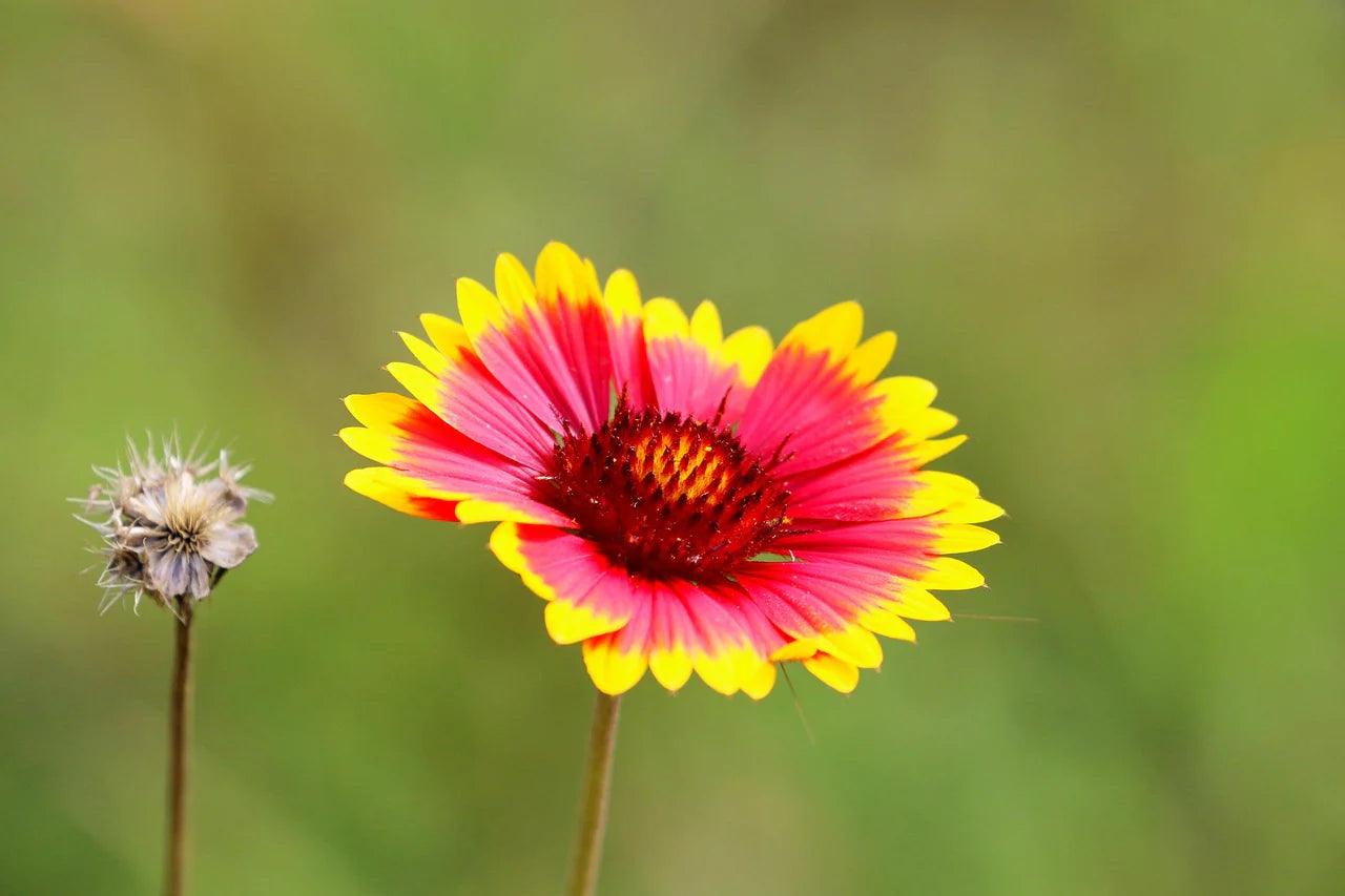 Indian Blanket Flower seeds for Planting Garden Favorite Heirloom & GMO Free Seeds for Home Garden