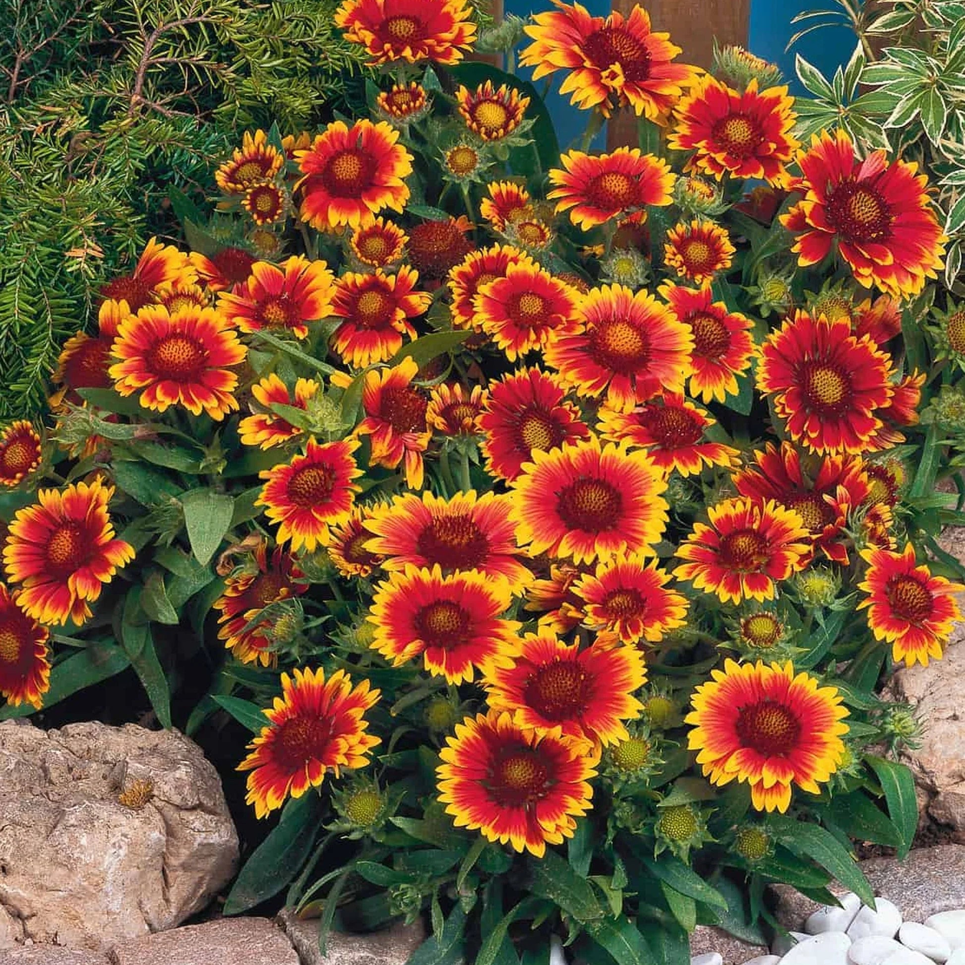 Yellow Red Arizona Flower seeds for Planting Compact Growth Heirloom & GMO Free Seeds for Home Garden
 
 Sale