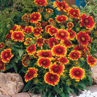 Yellow Red Arizona Flower seeds for Planting Compact Growth Heirloom & GMO Free Seeds for Home Garden
 
 Sale