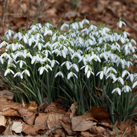 White Galanthus Flower seeds for Planting Garden Favorite Heirloom & GMO Free Seeds for Home Garden 
 
 Sale