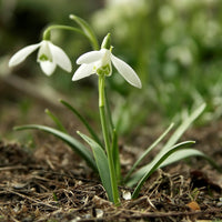 White Snowbells Flower seeds for Planting - Pollinator Friendly, Heirloom & GMO Free Seeds for Home Garden