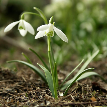 White Snowbells Flower seeds for Planting - Pollinator Friendly, Heirloom & GMO Free Seeds for Home Garden