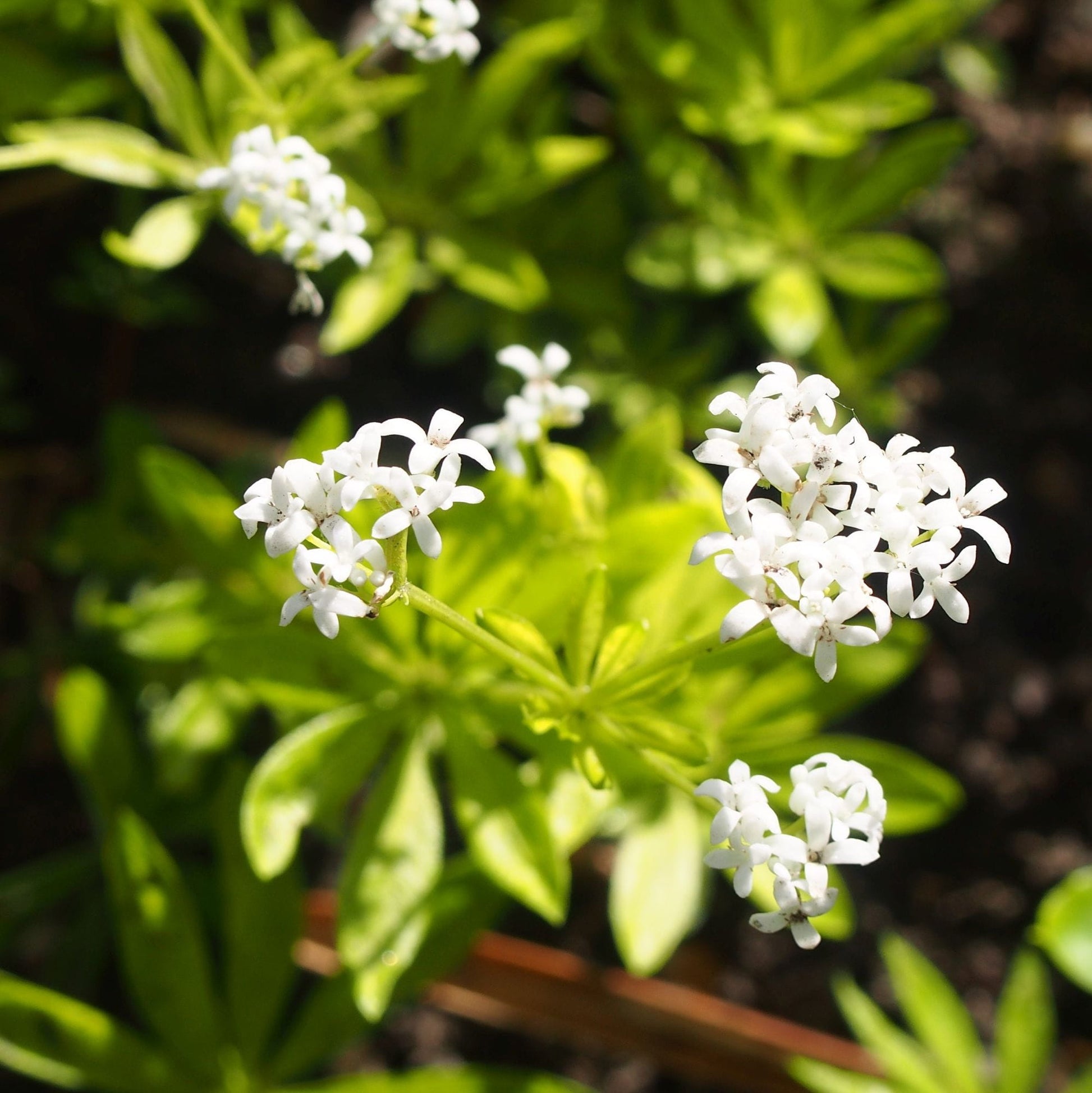 Galium Flower seeds for Planting - Sun Loving, Heirloom & GMO Free Seeds for Home Garden