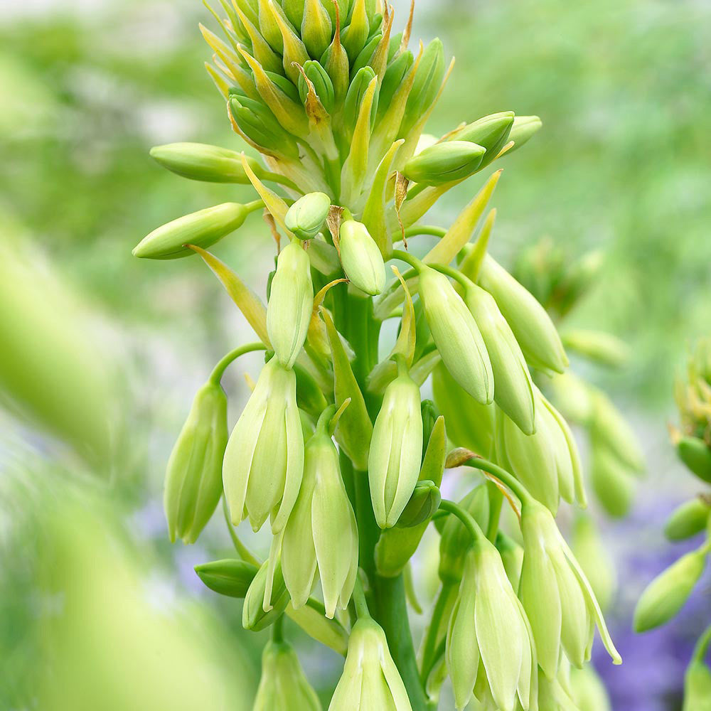 Galtonia Viridiflora Flower seeds for Planting - Long Bloom Season, Heirloom & GMO Free Seeds for Home Garden