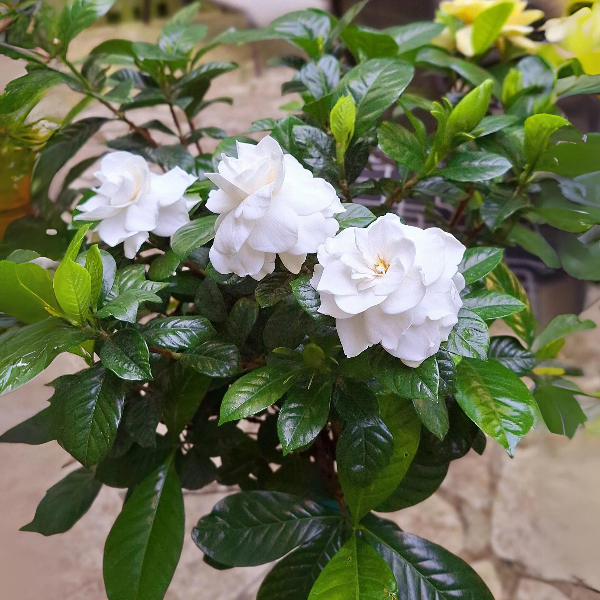 Gardenia Flower seeds for Planting Garden Favorite Heirloom & GMO Free Seeds for Home Garden