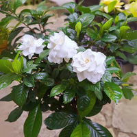 Gardenia Flower seeds for Planting Garden Favorite Heirloom & GMO Free Seeds for Home Garden