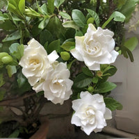 Gardenia Flower seeds for Planting Garden Favorite Heirloom & GMO Free Seeds for Home Garden