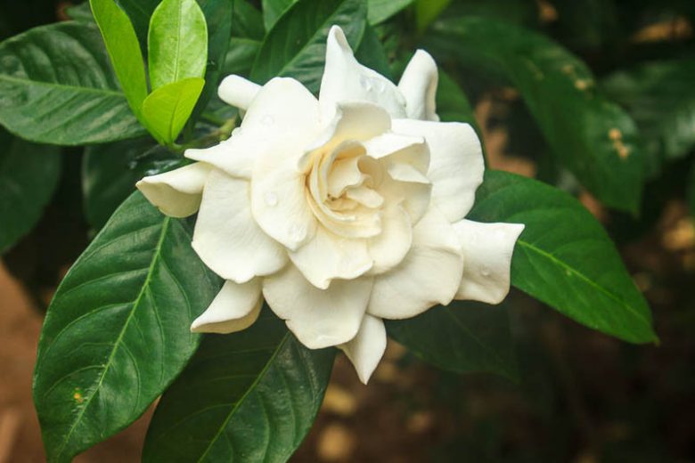 Jasmine Seeds for Planting Jasminum Officinale fragrance garden flower bed