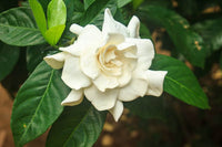 Jasmine Seeds for Planting Jasminum Officinale fragrance garden flower bed