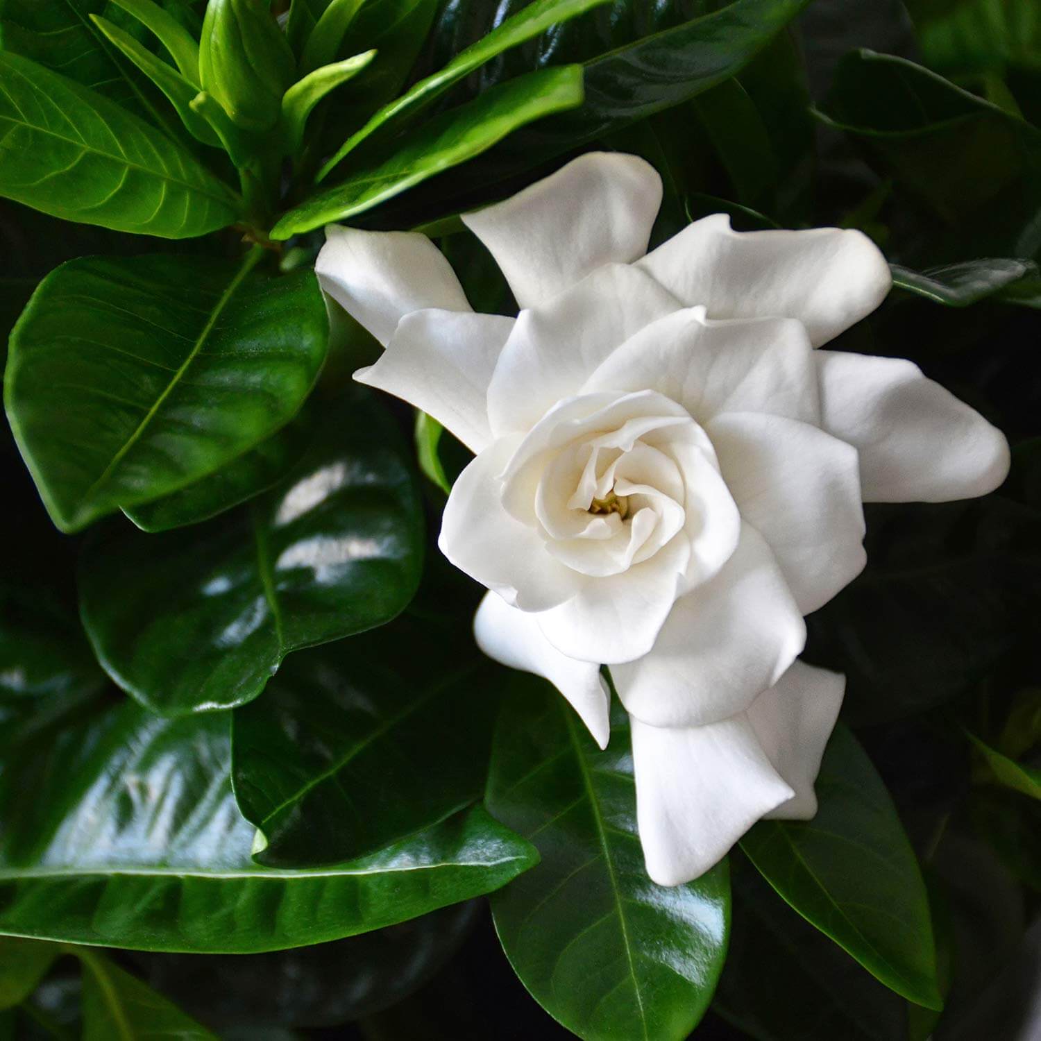 Jasmine Seeds for Planting Jasminum Officinale fragrance garden flower bed