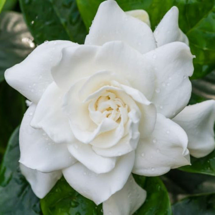 Gardenia Jasminoides Flower seeds for Planting - Cottage Garden Essential, Heirloom & GMO Free Seeds for Home Garden