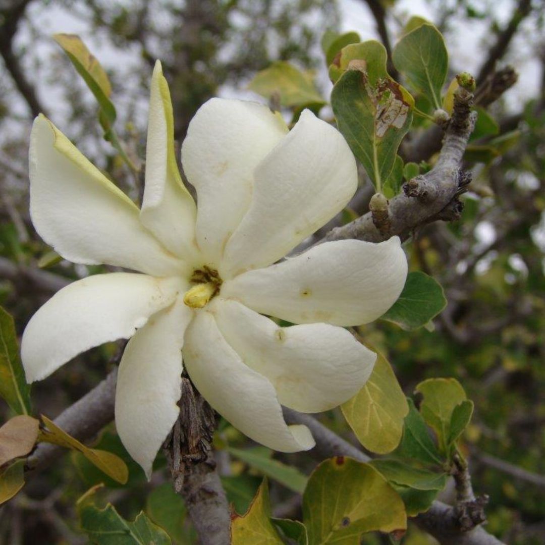 White Volkensii Flower seeds for Planting - Cut Flower Favorite, Heirloom & GMO Free Seeds for Home Garden